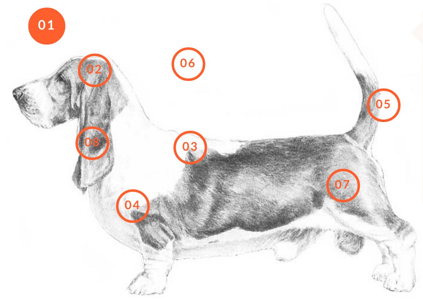 白色腿细细的那种狗是什么狗,细腿狗是什么狗