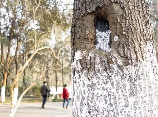 相山国家森林公园有什么好玩的,相山公园好玩吗