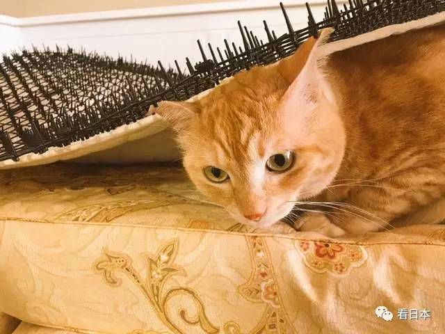 日本人发明的捕鼠神器,日本人发明装置