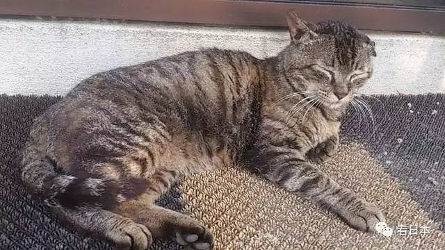 日本人发明的捕鼠神器,日本人发明装置