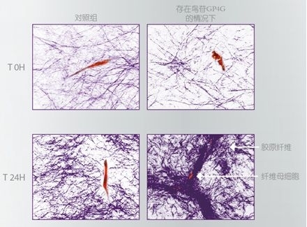 兰蔻立体塑颜按摩霜,兰蔻按摩霜怎么用法