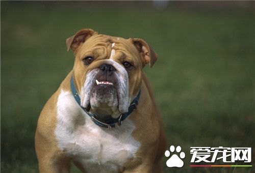 怎么辨别法国斗牛犬的正宗血统,纯种英国斗牛犬