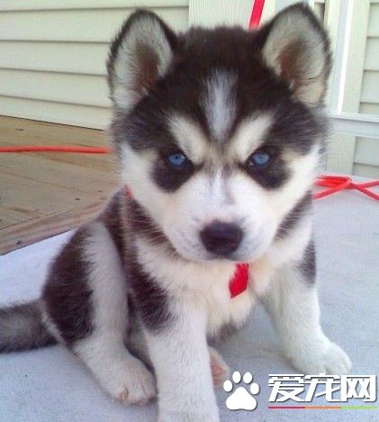 哈士奇狗粮推荐幼犬吃,哈士奇幼犬喂哪个牌子狗粮好