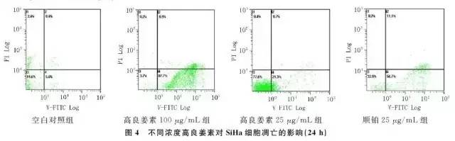 「民族肿瘤学」高良姜素对宫颈癌SiHa细胞凋亡及基因表达的影响