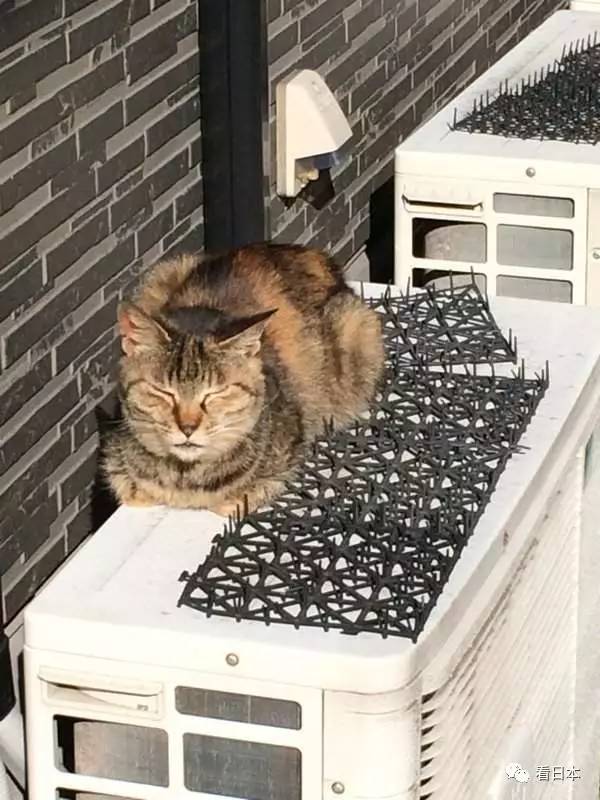 日本人发明的捕鼠神器,日本人发明装置