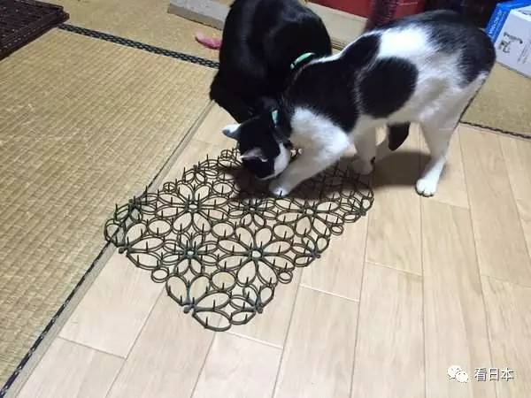 日本人发明的捕鼠神器,日本人发明装置