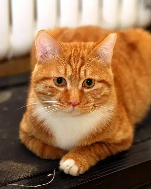 棰嗗吇棰勫憡,棰嗗吇濡堝