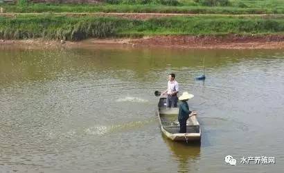 越冬期水产养殖池塘管理注意事项,水产养殖消毒杀菌杀虫的顺序