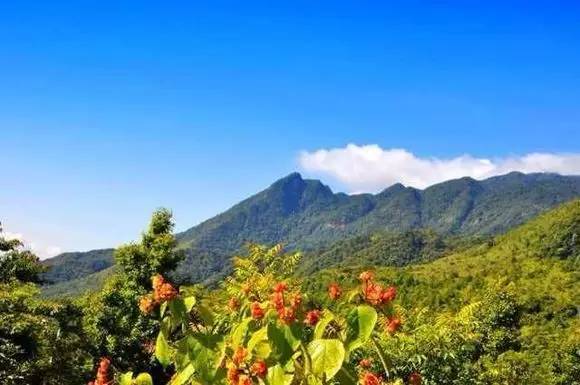 八个月卖了3000万,海南白沙用村淘实现精准扶贫