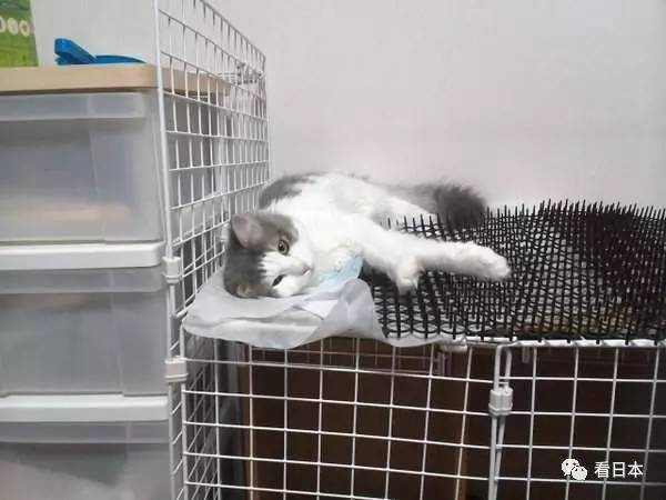 日本人发明的捕鼠神器,日本人发明装置