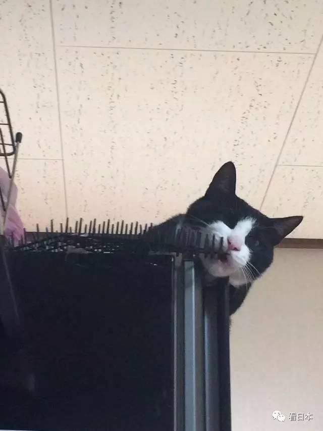 日本人发明的捕鼠神器,日本人发明装置