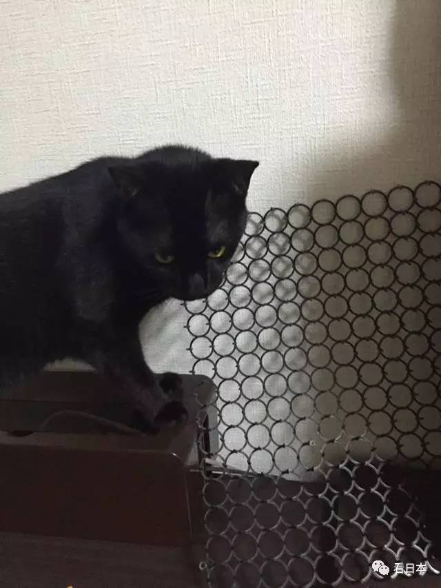 日本人发明的捕鼠神器,日本人发明装置