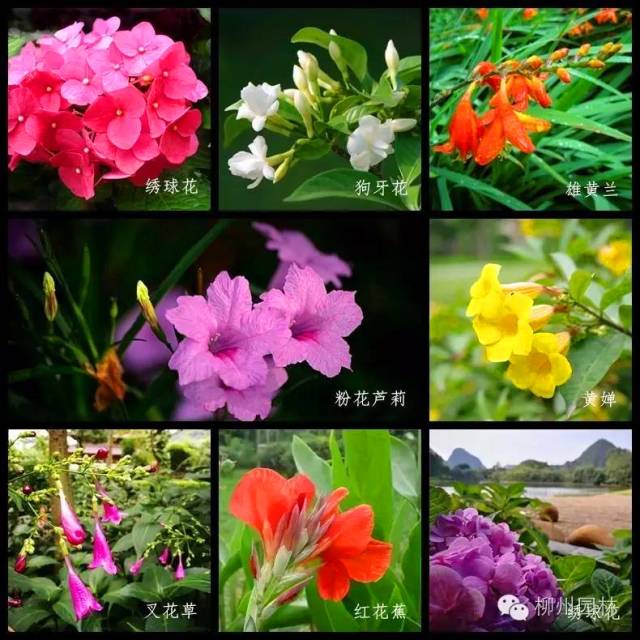 人工沙滩柳州,柳州金沙角人工海滩