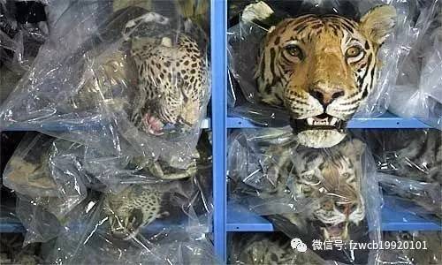 进口动物贸易,动物进出口贸易