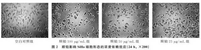 「民族肿瘤学」高良姜素对宫颈癌SiHa细胞凋亡及基因表达的影响