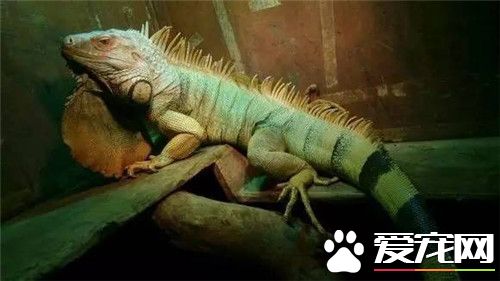 绿鬣蜥是素食动物吗,绿鬣蜥真正是恐龙的后代吗