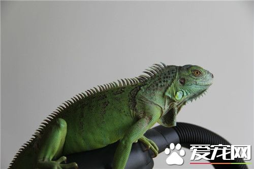 绿鬣蜥是素食动物吗,绿鬣蜥真正是恐龙的后代吗