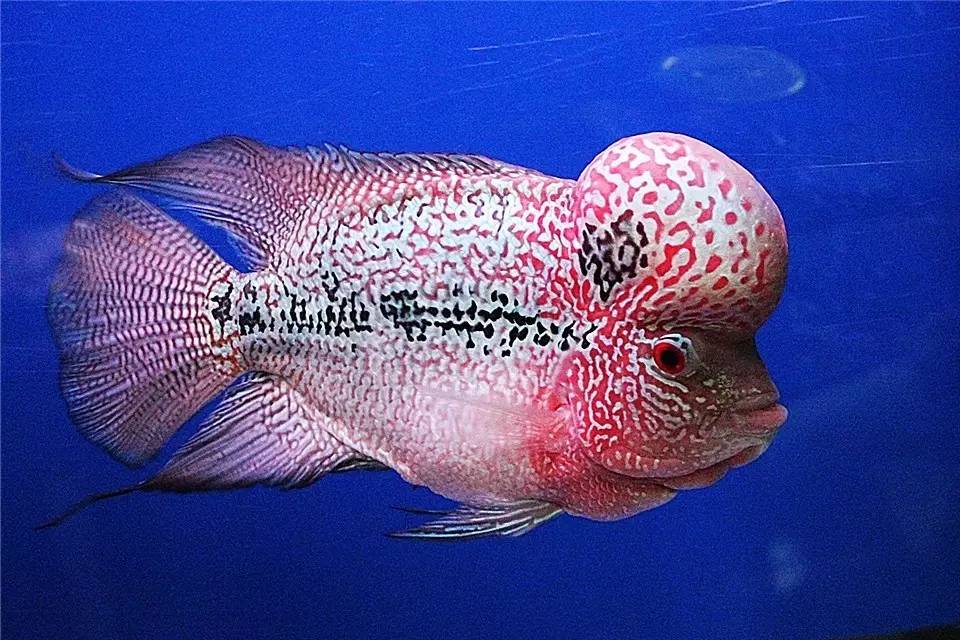 水质管理技巧视频,水质管理的基本方法