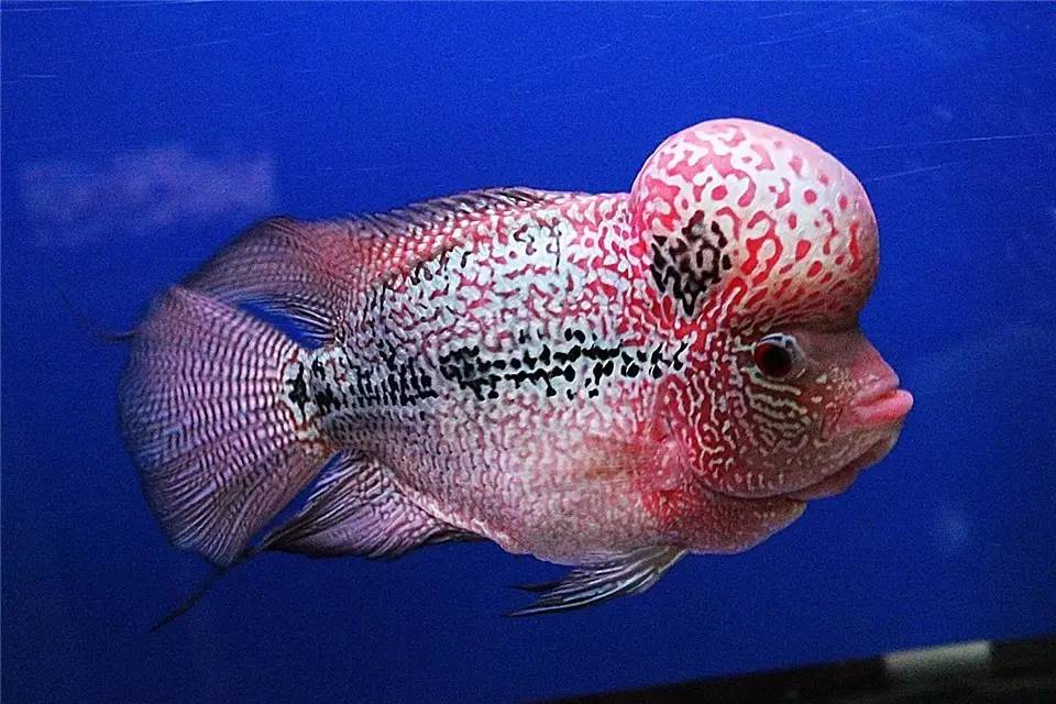 水质管理技巧视频,水质管理的基本方法