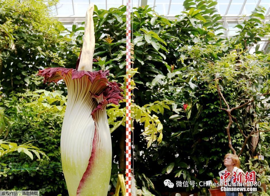 植物学家火锅,植物学家的锅
