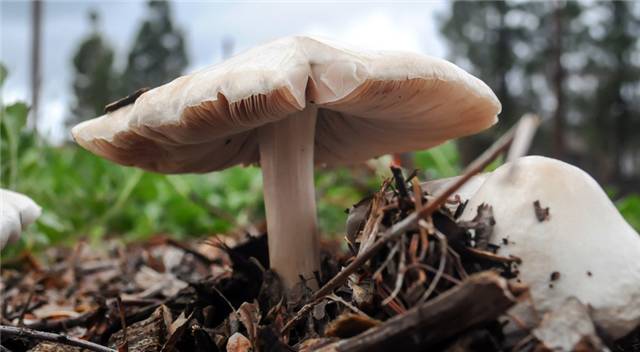 吸入大于pm2.5雾霾怎样清肺,肺里的雾霾怎么清除