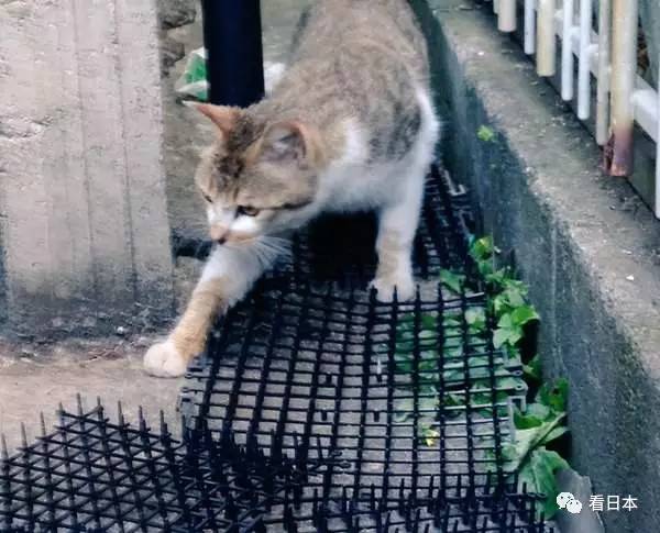 日本人发明的捕鼠神器,日本人发明装置