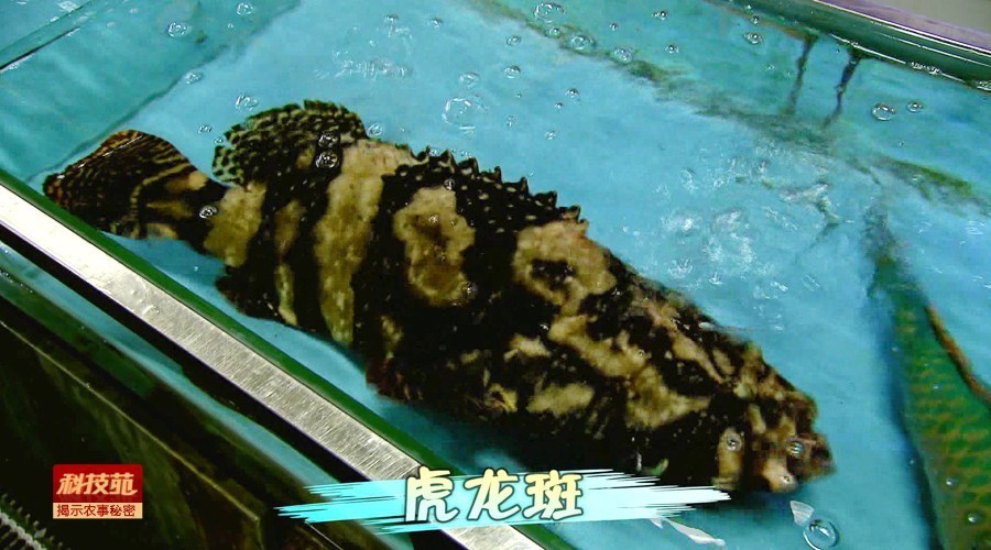 如何区分水产品是否加孔雀石绿,孔雀石绿在水产养殖中的应用