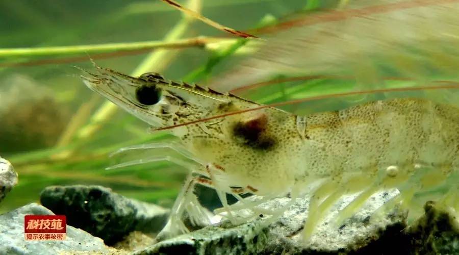 如何区分水产品是否加孔雀石绿,孔雀石绿在水产养殖中的应用