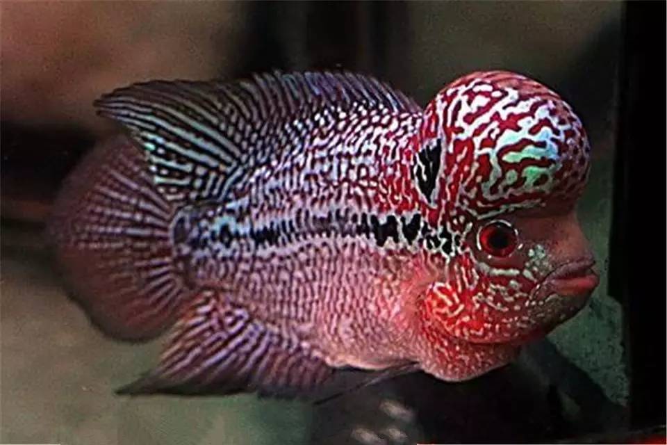 水质管理技巧视频,水质管理的基本方法