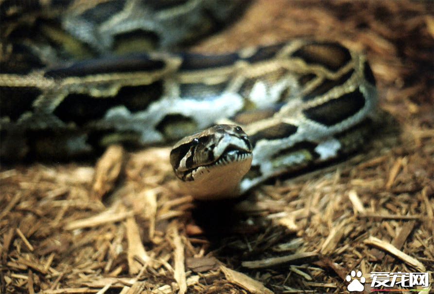 缅甸蟒饲养,缅甸蟒能养吗