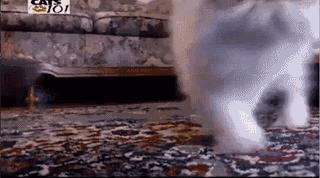 波斯猫眯着它的双眼抖音,波斯猫的眼神