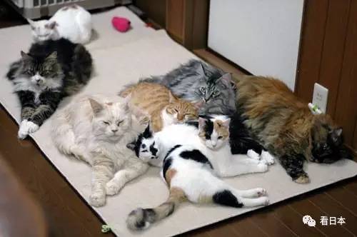 日本人发明的捕鼠神器,日本人发明装置