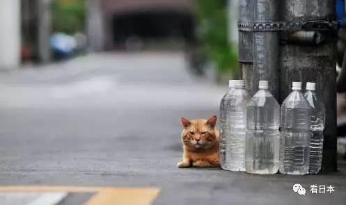 日本人发明的捕鼠神器,日本人发明装置