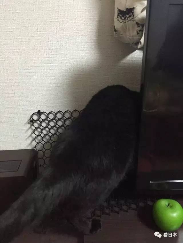 日本人发明的捕鼠神器,日本人发明装置