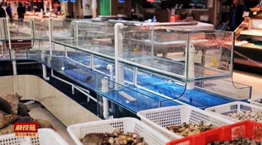 如何区分水产品是否加孔雀石绿,孔雀石绿在水产养殖中的应用