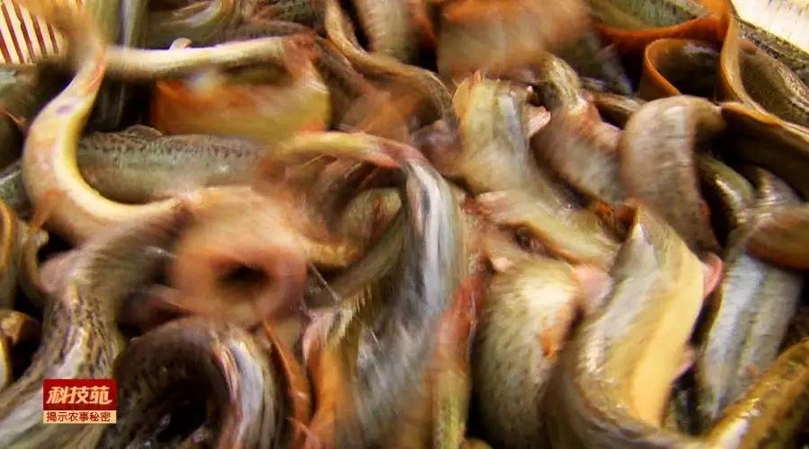 如何区分水产品是否加孔雀石绿,孔雀石绿在水产养殖中的应用