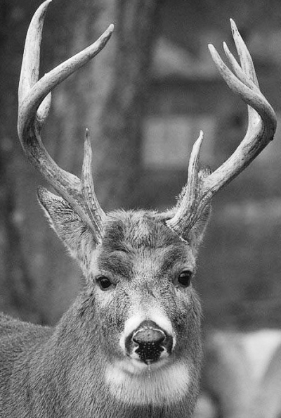 鹿的防疫和管理,鹿的常见疾病主要有