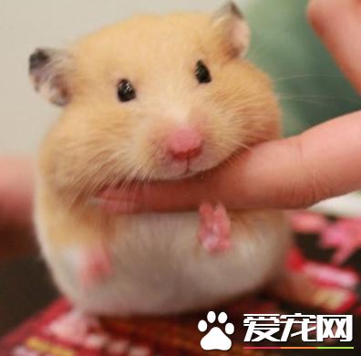 金丝熊对人体有害吗,金丝熊牙齿有毒吗