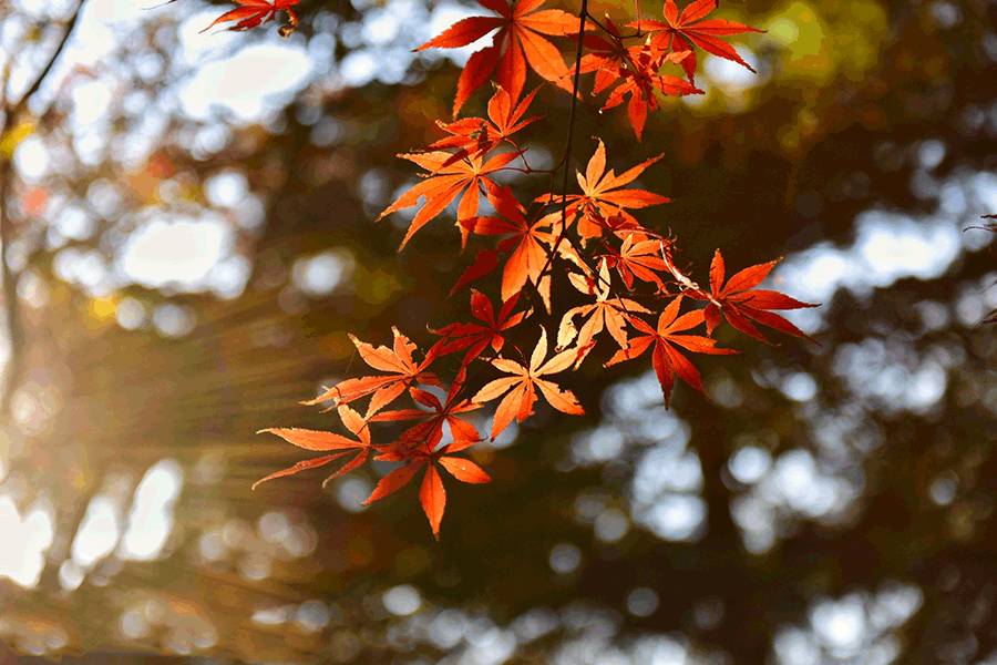 这几天千万不要来北师珠!