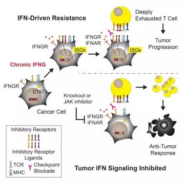 4种pd-1抗癌药物限时免费,pd-1抑制剂对癌症能完全治愈吗