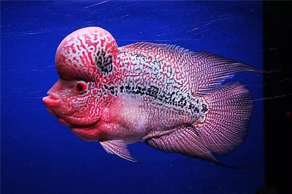 水质管理技巧视频,水质管理的基本方法