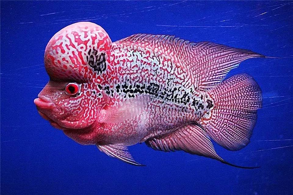 水质管理技巧视频,水质管理的基本方法