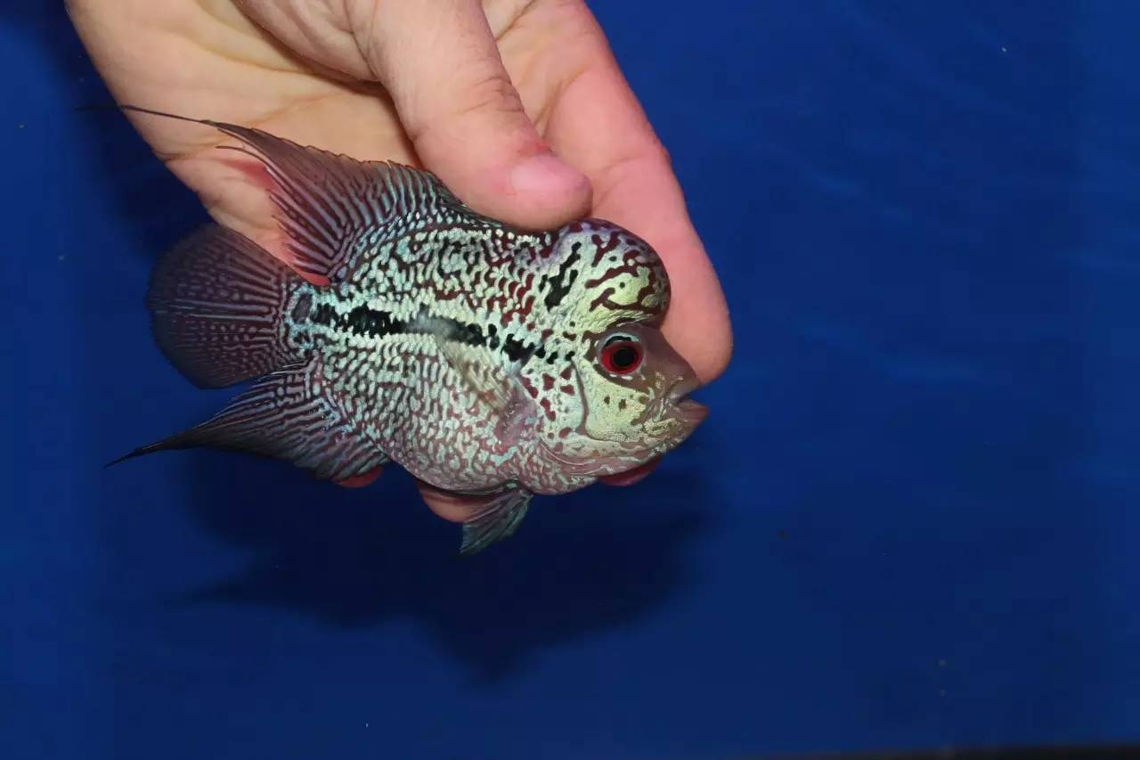 水质管理技巧视频,水质管理的基本方法