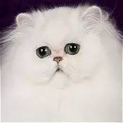 波斯猫眯着它的双眼抖音,波斯猫的眼神