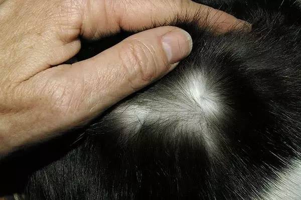 波斯猫眯着它的双眼抖音,波斯猫的眼神