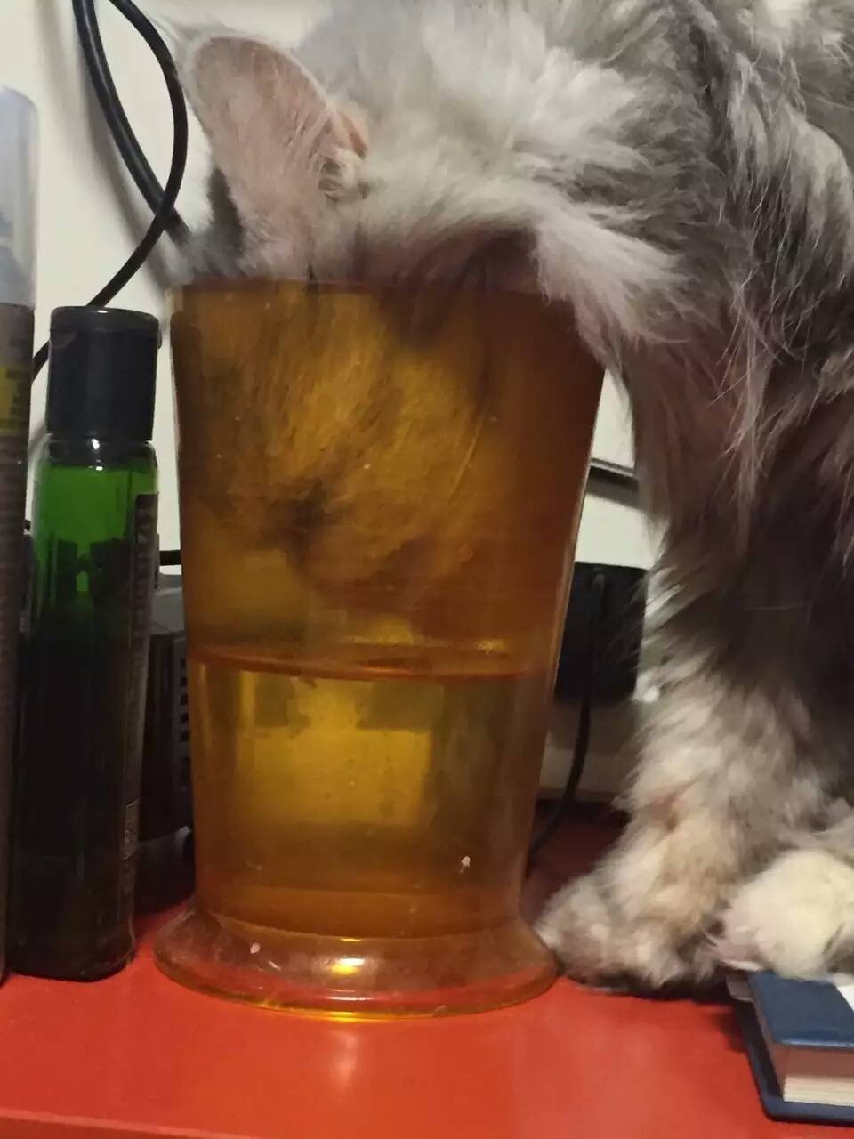 波斯猫眯着它的双眼抖音,波斯猫的眼神