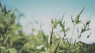 我心素已闲原文,我心素已闲清川澹如此是什么意思