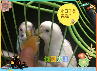 为啥虎皮鹦鹉不亲人,为什么虎皮鹦鹉不繁衍啊