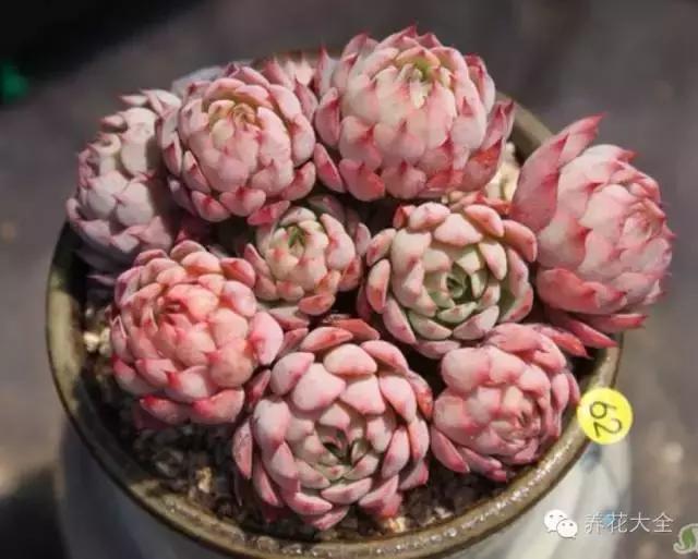 别人扔掉的针管，我拿来养花，特别好用