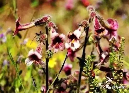 在野外什么千万别碰,这些植物千万不要乱碰